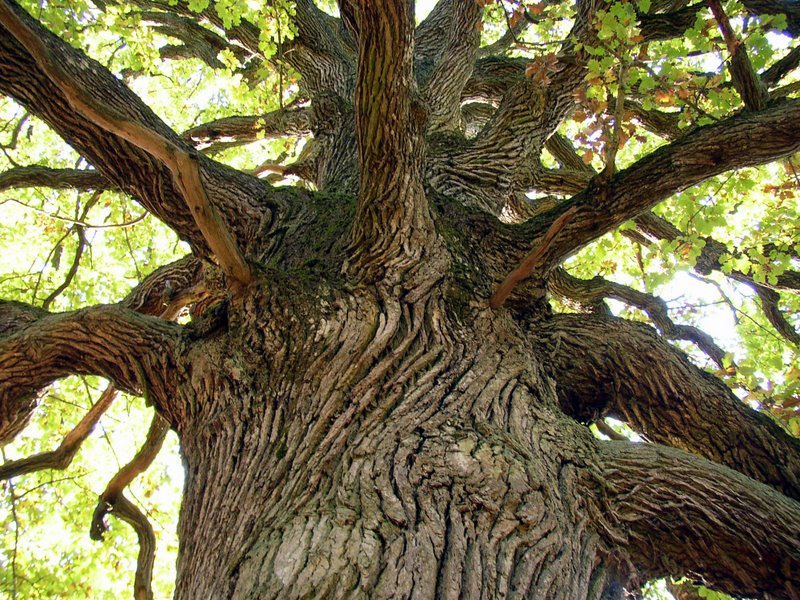 L'ancien de la Claye 2